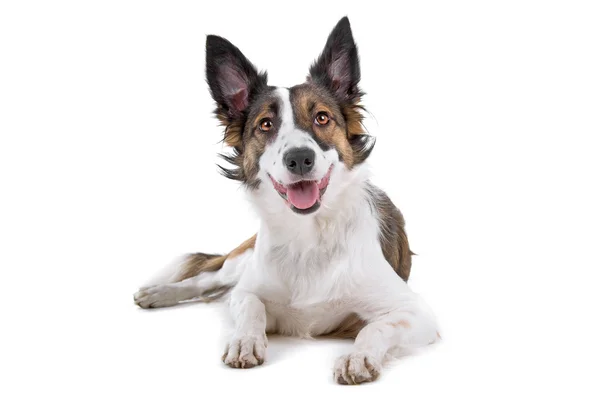 Borda collie cão com olhos de cores diferentes — Fotografia de Stock
