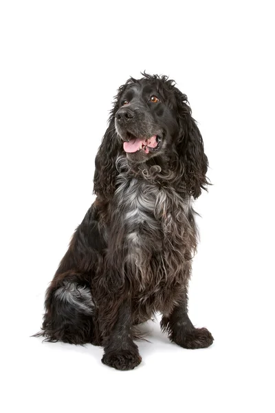 Black and grey cocker spaniel dog — Stock Photo, Image