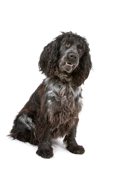 Чорно-сірий кокер спанієль собака — стокове фото