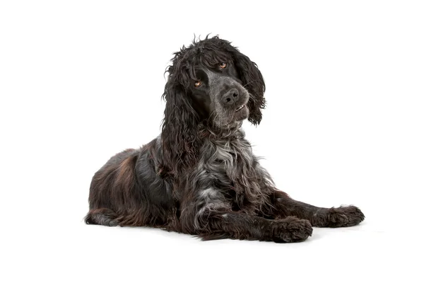 Preto e cinza cocker spaniel cão — Fotografia de Stock