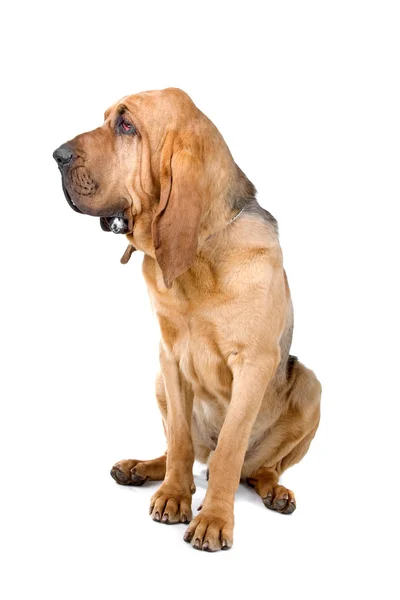 Bloodhound, néven is ismert kutya Szent Hubert és detektív kopó — Stock Fotó