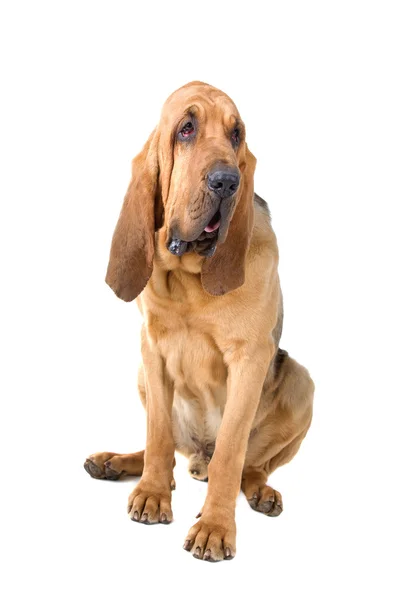 Bloodhound, diğer adıyla st. hubert hound ve sleuth tazı — Stok fotoğraf