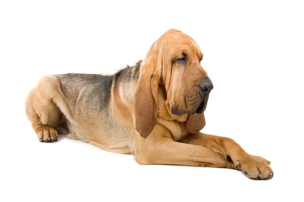 Bloodhound, néven is ismert kutya Szent Hubert és detektív kopó — Stock Fotó