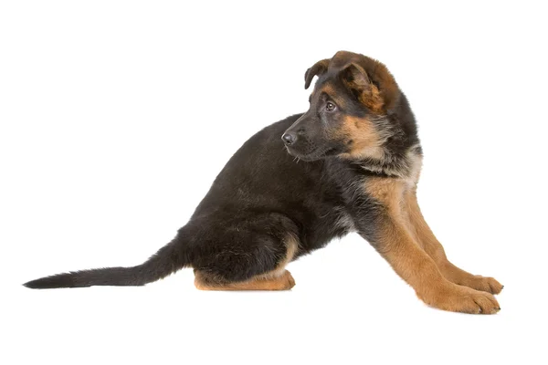 Cachorro pastor alemão cachorro — Fotografia de Stock