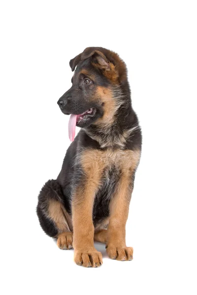 German shepherd puppy dog — Stock Photo, Image