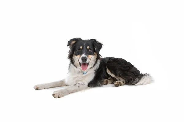 Mixed breed dog — Stock Photo, Image