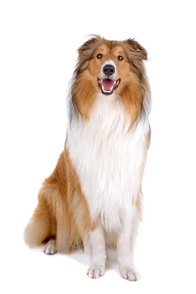 Rough collie - pastor escocés (lassie ) — Foto de Stock