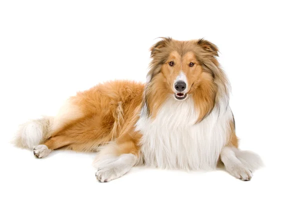 Rough collie - pastor escocés (lassie ) —  Fotos de Stock