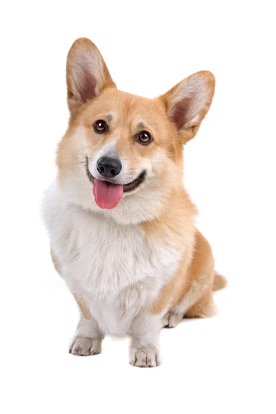 Ουαλλέζικο corgi pembroke σκυλί — Φωτογραφία Αρχείου