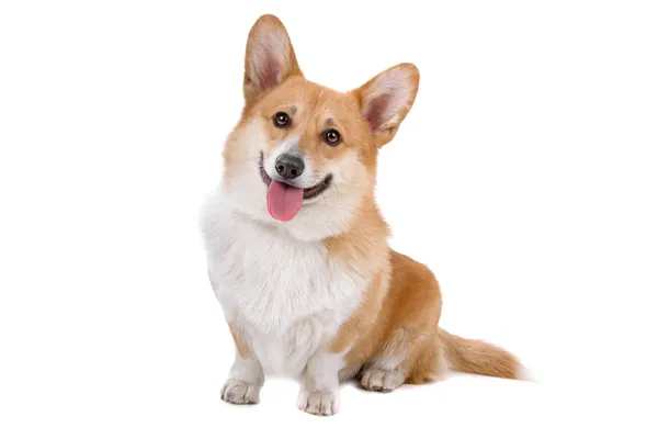 Galês Corgi Pembroke cão — Fotografia de Stock