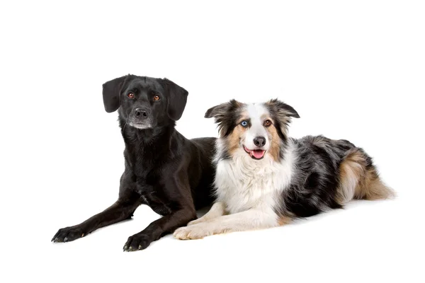 Raça mista e um cão pastor de collie de borda — Fotografia de Stock