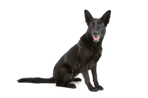 Black German Shepherd — Stock Photo, Image