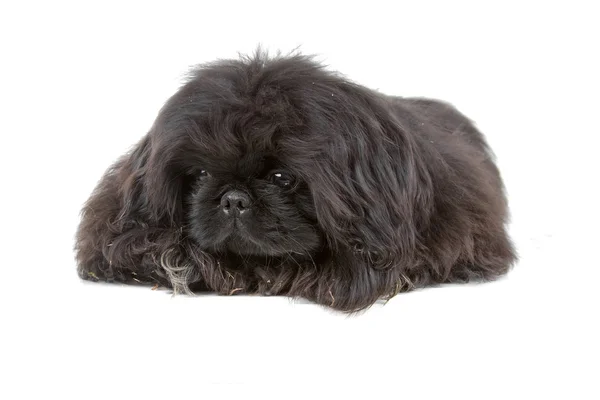 Negro Pekinés (Palasthund de Pekín) cachorro —  Fotos de Stock