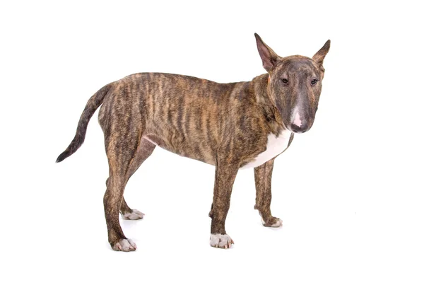 Bull Terrier inglese, bullo, gladiatore — Foto Stock