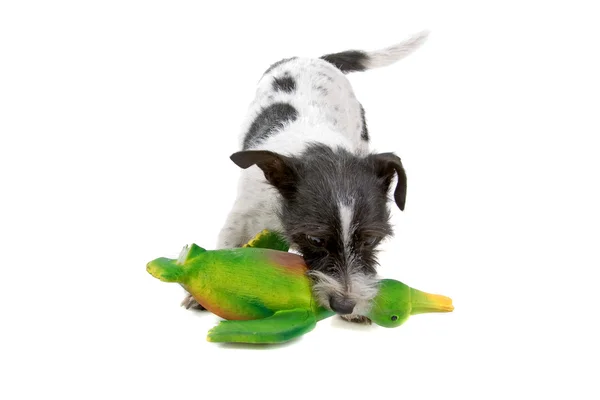 Jack Russel Terrier Hund — Stockfoto