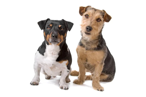 Jack russel terrier et airdale terrier chien — Photo