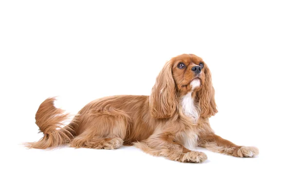 Kahverengi cavalier king charles spaniel — Stok fotoğraf