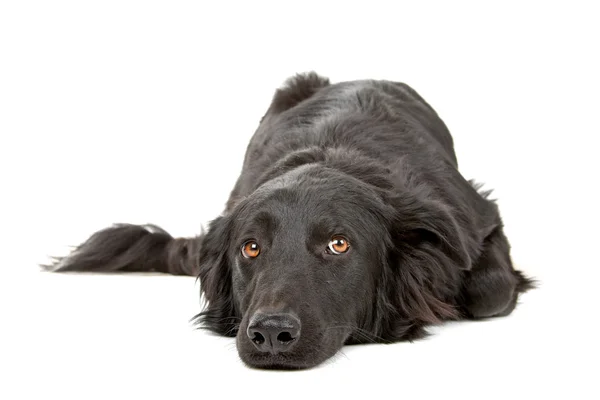 Düz boyalı retriever — Stok fotoğraf