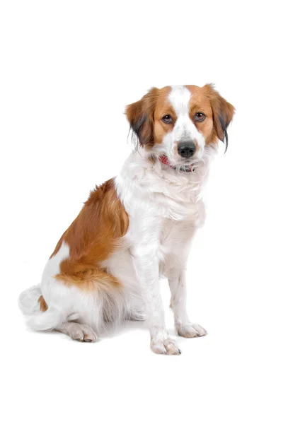 Pies kooiker — Zdjęcie stockowe