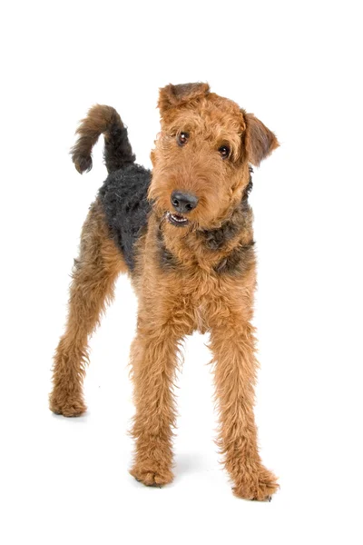 Airedale terrier köpek — Stok fotoğraf