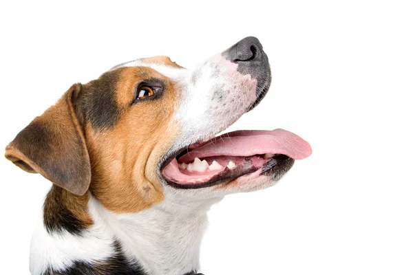 Mieszany rasa, jack russel, większa szwajcarski pies pasterski — Zdjęcie stockowe