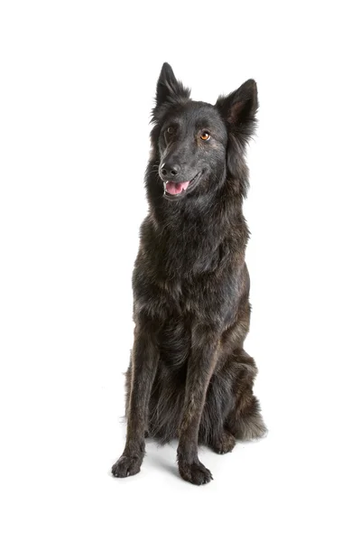 Wire haired Dutch shepherd — Stock Photo, Image