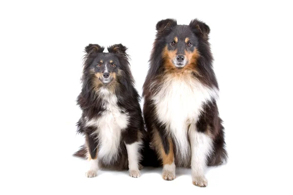 Iki shetland sheepdogs — Stok fotoğraf