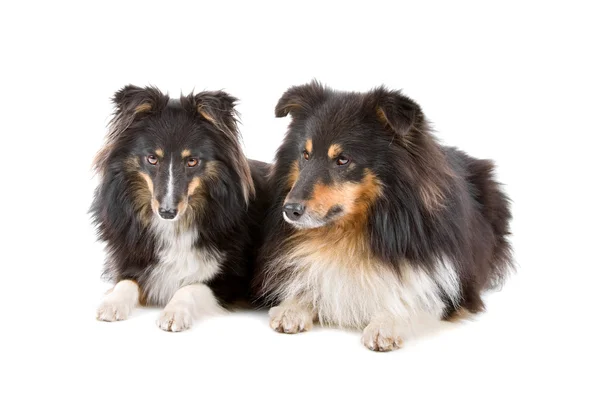Dois cães pastores de shetland — Fotografia de Stock