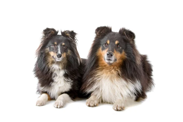 Dois cães pastores de shetland — Fotografia de Stock