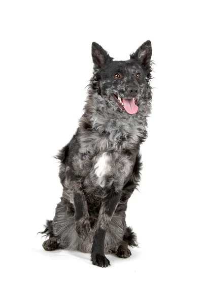 Black and merle Mudi dog — Stock Photo, Image