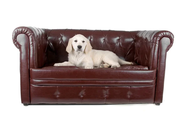 Golden Retriever puppy resting up on a couch — Stock Photo, Image