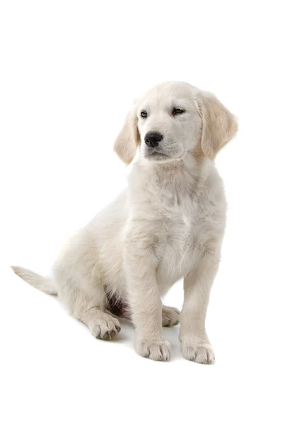 Golden retriever puppy — Stock Photo, Image