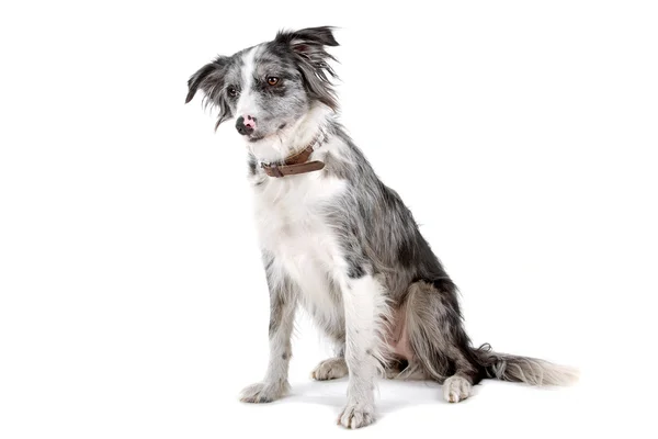 Bordercollie hond — Stockfoto