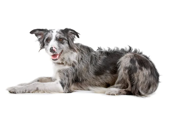 Pies rasy border collie — Zdjęcie stockowe