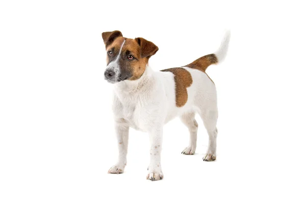 Jack Russel terriër hond — Stockfoto