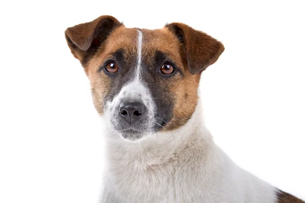 Jack Russel terriër hond — Stockfoto