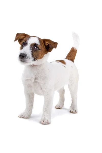 Jack Russel chien terrier — Photo