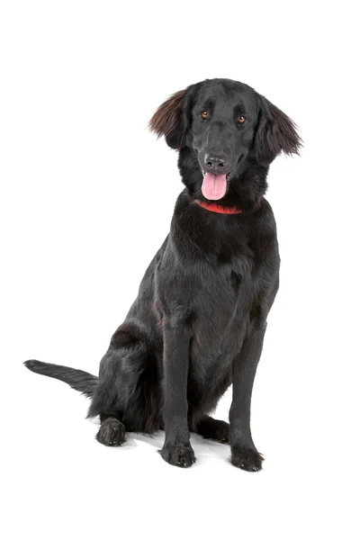 Czarny pies płaskie powlekane — Zdjęcie stockowe