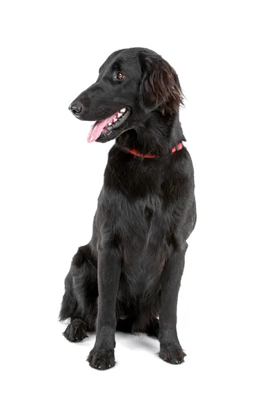 Zwarte flat coated retriever — Stockfoto