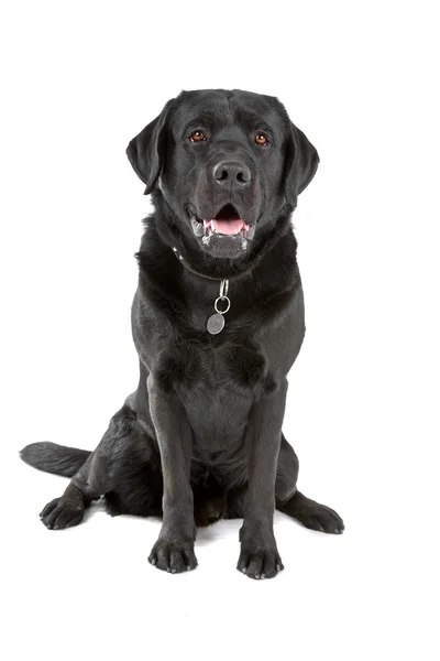 Czarny pies labrador — Zdjęcie stockowe