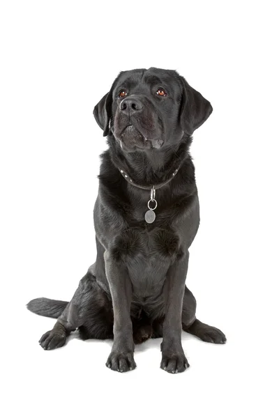 黑色拉布拉多犬 — 图库照片