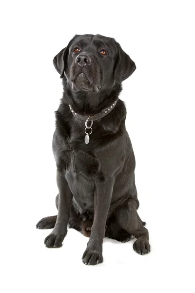 Чорний лабрадор собака — стокове фото