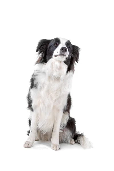 Чорно-біла прикордонна собака колі — стокове фото