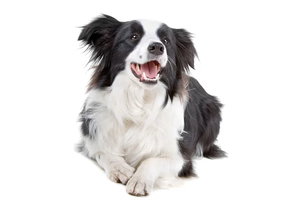 Bianco e nero bordo collie cane — Foto Stock