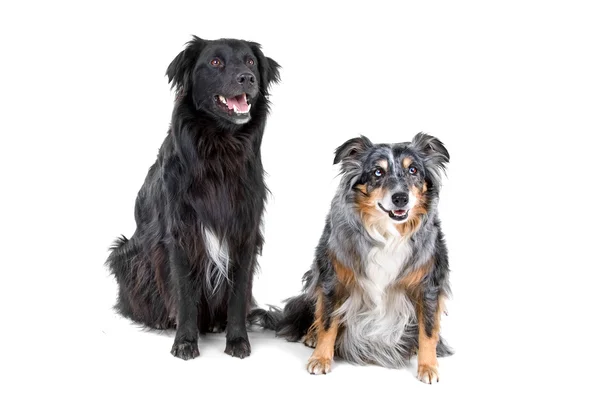 Um preto e branco e um cão de collie de borda multicolor — Fotografia de Stock