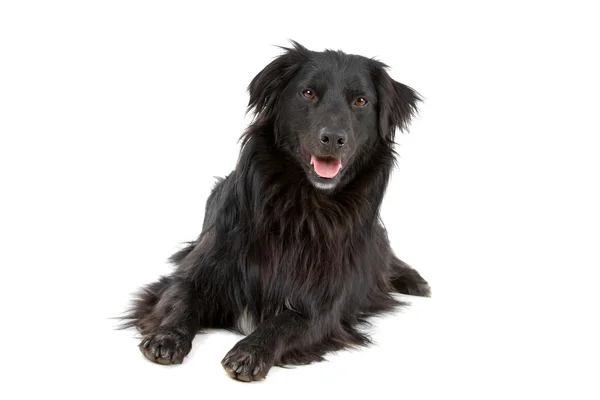 Schwarzer Mischlingshund Border Collie — Stockfoto