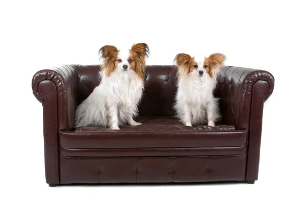 Two Papillon dogs — Stock Photo, Image