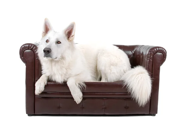 White shepherd dog — Stock Photo, Image