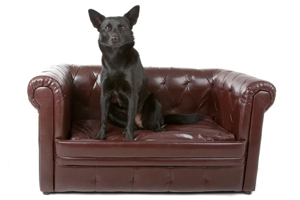 Black Australian Kelpie,also known as Kelpie or Barb — Stock Photo, Image