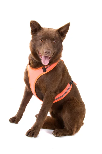 Chocolate brown Australian Kelpie,also known as Kelpie or Barb — Stock Photo, Image